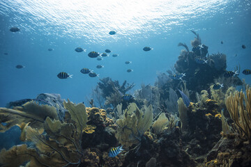 Red Sea Underwater Wonders: Scuba Diving, Marine Life, Corals & Sea Creatures