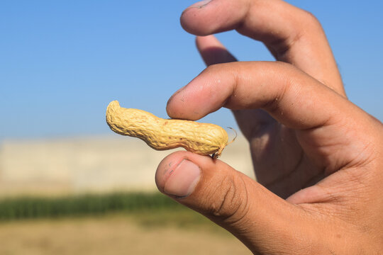 Person holding Peanuts with shell. Fresh groundnuts in hands, Hand holding peanuts with blurred background of pile of peanuts, blue sky and nature, Peanuts on hand