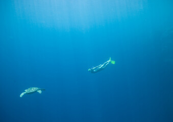 Naklejka premium Red Sea Underwater Wonders: Scuba Diving, Marine Life, Corals & Sea Creatures