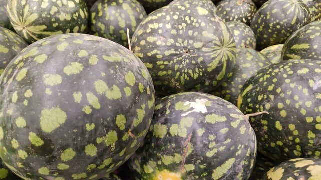 Large striped watermelons in supermarket. Group of fresh watermelons with yellow patches arranged lying on counter of street market. Close-up