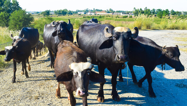 group of Beef cows and calfs grazing on grass in south west victoria, Australia. eating hay and silage. breeds include specked park, murray grey, angus and brangus.
