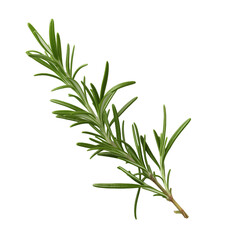 Fototapeta premium Fresh rosemary sprig showcasing its vibrant green leaves on a neutral background