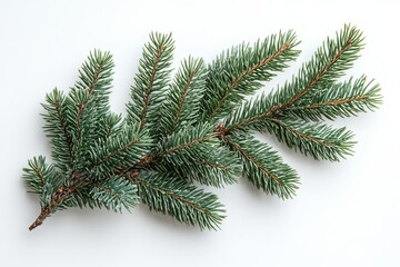 Minimalist design of spruce branches on a bright white background. Generative AI
