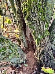 broken tree trunk in the park