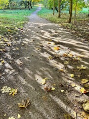 Sunny path in the park in autumn