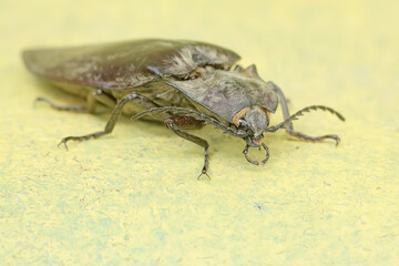 A click beetle foraging on the mossy ground. This insect has the scientific name Oxynopterus audouini.