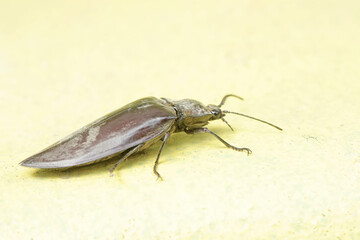 A click beetle foraging on the mossy ground. This insect has the scientific name Oxynopterus audouini.
