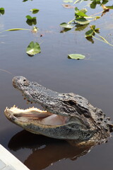 Parc National des Everglades, Floride