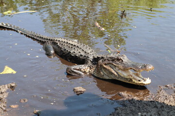 Parc National des Everglades, Floride
