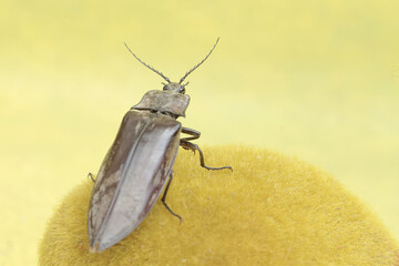 A click beetle foraging on a moss-covered rock. This insect has the scientific name Oxynopterus audouini.