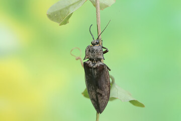 A click beetle foraging on a vine. This insect has the scientific name Oxynopterus audouini.