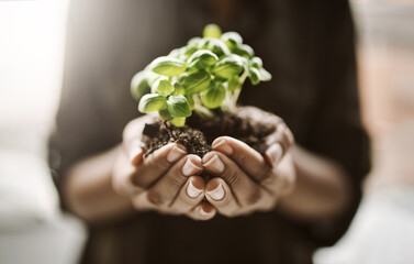 Growth, soil and hands with plant, green and sustainability of nature, fertilizer and wellness of agriculture. Earth day, leaves and gardening for community service, person and eco friendly for seed