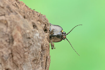 A click beetle foraging on a rotting log. This insect has the scientific name Oxynopterus audouini.