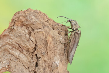 A click beetle foraging on a rotting log. This insect has the scientific name Oxynopterus audouini.