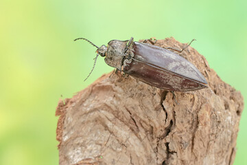 A click beetle foraging on a rotting log. This insect has the scientific name Oxynopterus audouini.