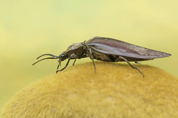 A click beetle foraging on a moss-covered rock. This insect has the scientific name Oxynopterus audouini.
