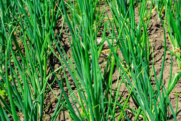 Fresh onion shoots among fertile soil