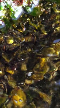 Mediterranean mussel Mytilus galloprovincialis in fouling of rocks at the water's edge near the shore in the Black Sea