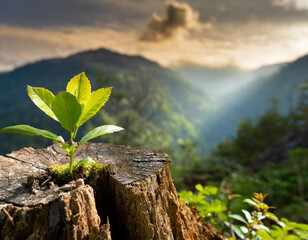 A young plant emerges from a tree stump in a lush mountainous landscape during golden hour