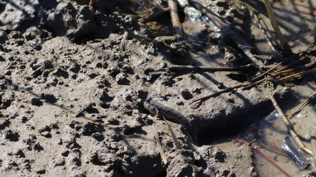 The tide was out at the beach, and loaches were floating up onto the mudflats.바닷가 썰물이되어 갯벌위로 망둥이가 올라왔습니다.