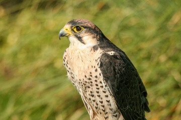 Lanner flacon