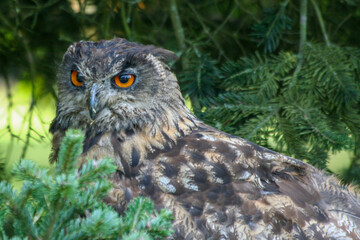 Eagle Owl