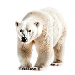 Polar bear isolated transparent background
