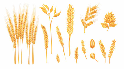 wheat ears isolated on white