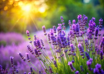 Obraz premium Lavanda en Flor: Belleza Natural y Aromática para Decoración y Bienestar