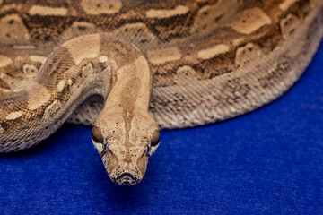 Boa Constrictor Snake on Blue Background - Exotic Wildlife