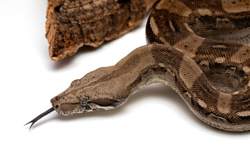 Boa Constrictor Snake - High-Quality Wildlife Stock Photo - White Background