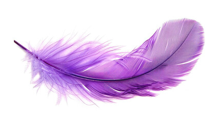 Purple feather on white background, delicate details contrasting vividly.