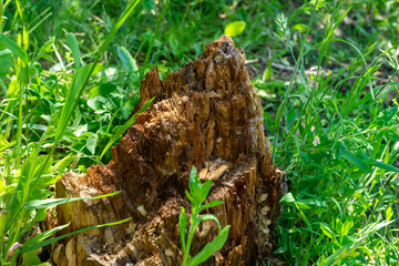 From a mighty tree to fertile soil for new plants