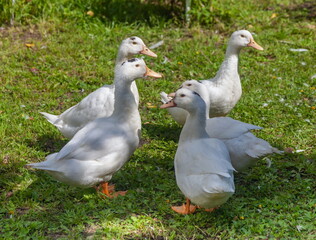 White domestic birds ducks close up in summer