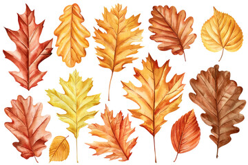 Autumn leaves watercolor set oak, birch isolated. Vibrant fall foliage in shades yellow, red, orange and brown, clipart 