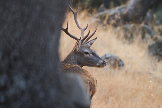 Majestic Stag in the Sierra Morena Mountains