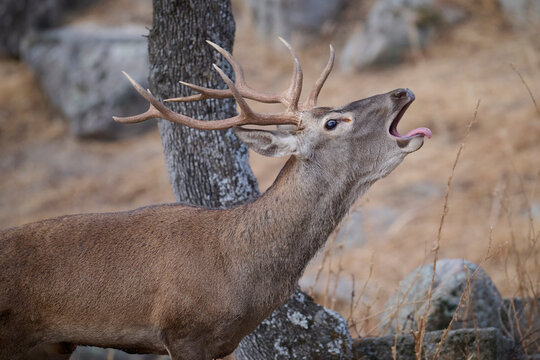 Majestic deer vocalizing in Sierra Morena, Spain