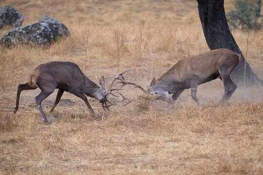 Rutting deers locking antlers in Sierra Morena, Spain