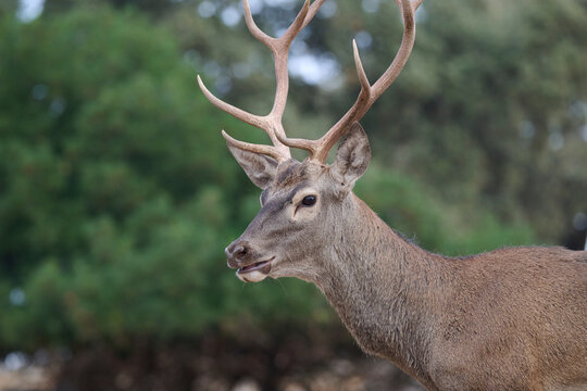 Majestic deer in Sierra Morena, Spain