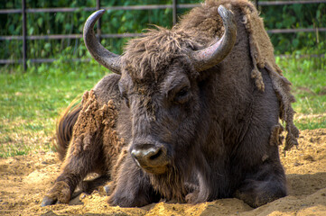 Fototapeta premium Closeup on a large bison resting at the farm