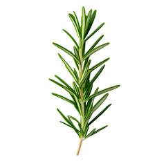 Fototapeta premium A vibrant sprig of rosemary against a dark background, showcasing its needle-like leaves and fresh green color, ideal for culinary and aromatic uses.