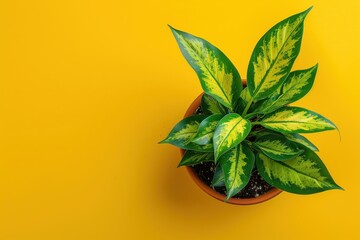 Potted plant with variegated leaves on bright yellow background