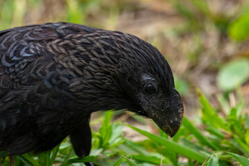 Anu-preto: Ave Brasileira em seu Ambiente Natural
Smooth-billed Ani: Brazilian Bird in its Natural Environment