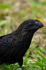 Anu-preto: Ave Brasileira em seu Ambiente Natural
Smooth-billed Ani: Brazilian Bird in its Natural Environment