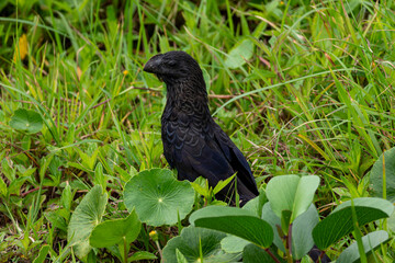 Anu-preto: Ave Brasileira em seu Ambiente Natural
Smooth-billed Ani: Brazilian Bird in its Natural Environment