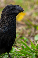 Anu-preto: Ave Brasileira em seu Ambiente Natural
Smooth-billed Ani: Brazilian Bird in its Natural Environment