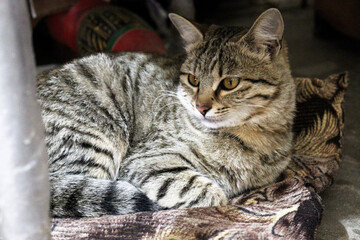 Adorable Cat Poses in the Comfort of Home