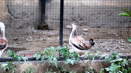 chickens roaming freely in farmyard © QuratulAin