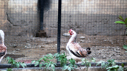 chickens roaming freely in farmyard © QuratulAin