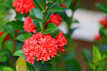red and yellow flowers